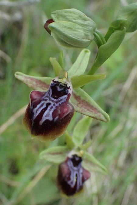 Ophrys posteria \ Spätblühende Ragwurz, Zypern,  Pano Lefkara 25.3.2025 