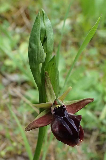 Ophrys posteria \ Spätblühende Ragwurz, Zypern,  Kato Archimandrita 1.4.2025 