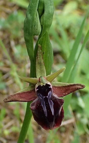 Ophrys posteria \ Spätblühende Ragwurz, Zypern,  Kato Archimandrita 1.4.2025 
