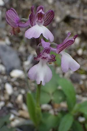 Anacamptis morio subsp. syriaca \ Syrisches Knabenkraut, Zypern,  Kouklia 30.3.2025 