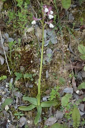 Anacamptis morio subsp. syriaca \ Syrisches Knabenkraut, Zypern,  Kouklia 30.3.2025 