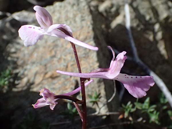 Orchis troodi \ Troodos-Knabenkraut / Troodos Orchid, Zypern/Cyprus,  Akamas,Neo Chorio 20.3.2025 
