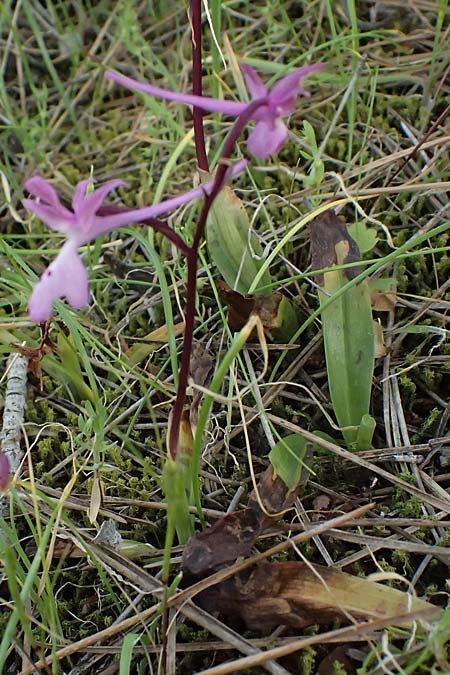 Orchis troodi \ Troodos-Knabenkraut / Troodos Orchid, Zypern/Cyprus,  Lagoudera 26.3.2025 