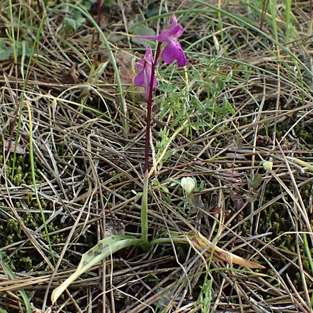 Orchis troodi \ Troodos-Knabenkraut / Troodos Orchid, Zypern/Cyprus,  Lagoudera 26.3.2025 