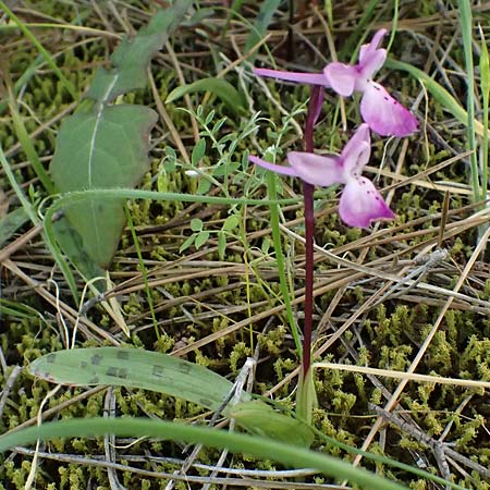 Orchis troodi \ Troodos-Knabenkraut / Troodos Orchid, Zypern/Cyprus,  Lagoudera 26.3.2025 