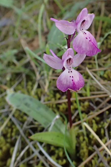 Orchis troodi \ Troodos-Knabenkraut / Troodos Orchid, Zypern/Cyprus,  Lagoudera 26.3.2025 