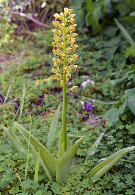Orchis punctulata \ Punktiertes Knabenkraut, Zypern,  Akamas,Neo Chorio 10.3.2017 (Photo: Christian Schlomann)