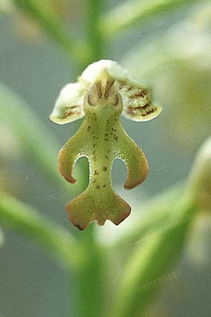 Orchis punctulata \ Punktiertes Knabenkraut, Zypern,  Episkopi 3.3.1997 