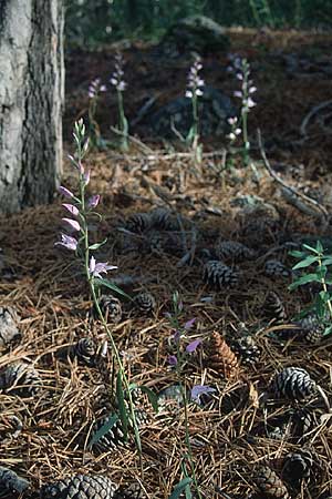 Cephalanthera rubra \ Rotes Waldvögelein, Zypern,  Troodos 26.6.1999 