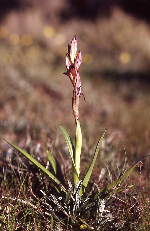 Serapias aphroditae / Aphrodite's Serapias, Cyprus,  Akrotiri 1.3.2006 (Photo: Helmut Presser)