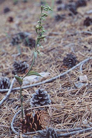 Epipactis troodi \ Troodos-Ständelwurz / Troodos Helleborine, Zypern/Cyprus,  Troodos 24.6.1999 