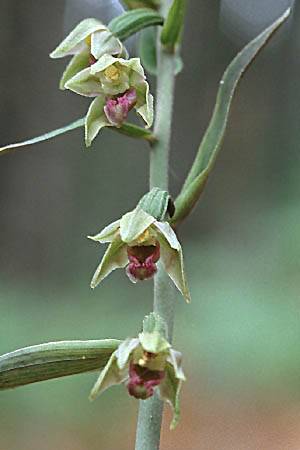 Epipactis troodi \ Troodos-Ständelwurz / Troodos Helleborine, Zypern/Cyprus,  Troodos 25.6.1999 