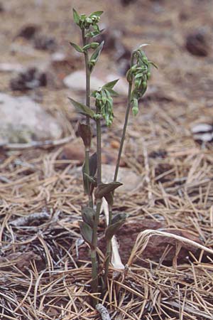 Epipactis troodi \ Troodos-Ständelwurz / Troodos Helleborine, Zypern/Cyprus,  Troodos, Mt. Olympos 26.6.1999 