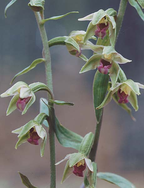 Epipactis troodi \ Troodos-Ständelwurz / Troodos Helleborine, Zypern/Cyprus,  Troodos 1.7.1999 
