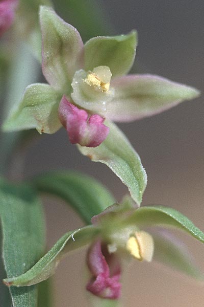 Epipactis troodi \ Troodos-Ständelwurz / Troodos Helleborine, Zypern/Cyprus,  Troodos 1.7.1999 