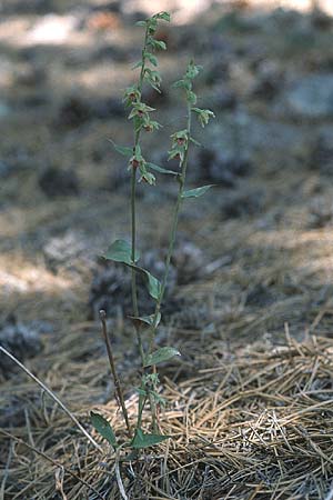 Epipactis troodi \ Troodos-Ständelwurz / Troodos Helleborine, Zypern/Cyprus,  Troodos 1.7.1999 