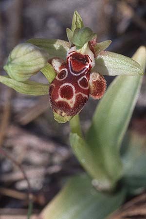 Ophrys astarte \ Kleine Nabel-Ragwurz / Venus Bee Orchid, Zypern/Cyprus,  Akrotiri 3.3.1997 