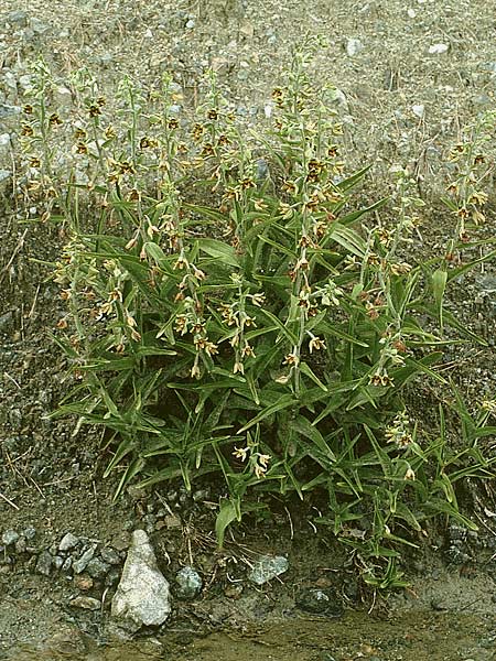 Epipactis veratrifolia subsp. veratrifolia / Scarce Marsh Helleborine, Cyprus,  Pano Amiandos 27.6.1999 
