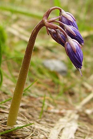 Soldanella montana \ Wald-Soldanelle, Berg-Alpenglckchen / Greater Alpine Clock, Tschechien/Czechia Prily-Suice,  Rozhledna Polednik (Mittagsberg) 15.5.2009 (Photo: Eva Knon)