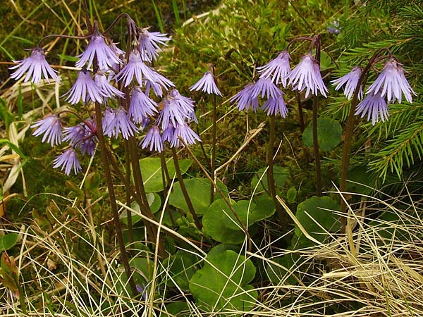 Soldanella montana \ Wald-Soldanelle, Berg-Alpenglckchen / Greater Alpine Clock, Tschechien/Czechia Prily-Suice,  Rozhledna Polednik (Mittagsberg) 15.5.2009 (Photo: Eva Knon)