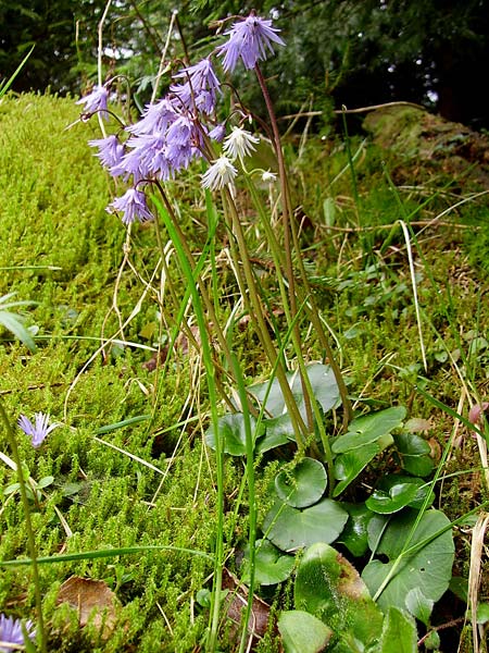 Soldanella montana \ Wald-Soldanelle, Berg-Alpenglckchen / Greater Alpine Clock, Tschechien/Czechia Prily-Suice,  Rozhledna Polednik (Mittagsberg) 15.5.2009 (Photo: Eva Knon)