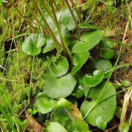 Soldanella montana \ Wald-Soldanelle, Berg-Alpenglckchen / Greater Alpine Clock, Tschechien/Czechia Prily-Suice,  Rozhledna Polednik (Mittagsberg) 15.5.2009 (Photo: Eva Knon)