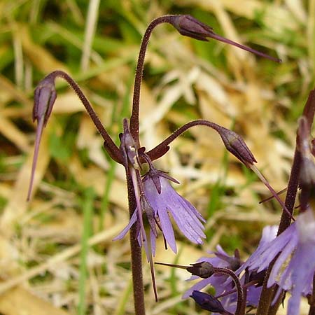 Soldanella montana \ Wald-Soldanelle, Berg-Alpenglckchen / Greater Alpine Clock, Tschechien/Czechia Prily-Suice,  Rozhledna Polednik (Mittagsberg) 15.5.2009 (Photo: Eva Knon)