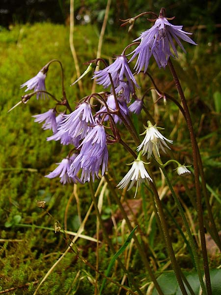 Soldanella montana \ Wald-Soldanelle, Berg-Alpenglckchen / Greater Alpine Clock, Tschechien/Czechia Prily-Suice,  Rozhledna Polednik (Mittagsberg) 15.5.2009 (Photo: Eva Knon)