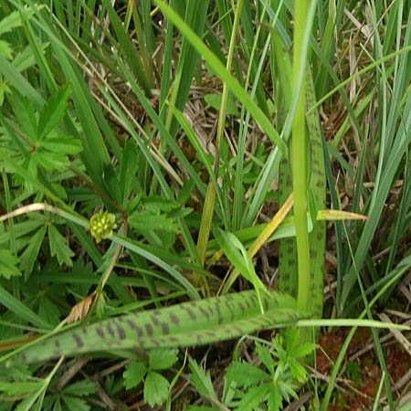 Dactylorhiza bohemica \ Böhmische Fingerwurz, Bömisches Knabenkraut, Tschechien,  Cesk Lpa 27.6.2021 (Photo: Jan Kocna)