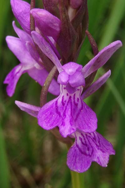 Dactylorhiza bohemica \ Böhmische Fingerwurz, Bömisches Knabenkraut, Tschechien,  Cesk Lpa 27.6.2021 (Photo: Jan Kocna)