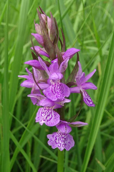 Dactylorhiza bohemica \ Böhmische Fingerwurz, Bömisches Knabenkraut, Tschechien,  Cesk Lpa 27.6.2021 (Photo: Jan Kocna)