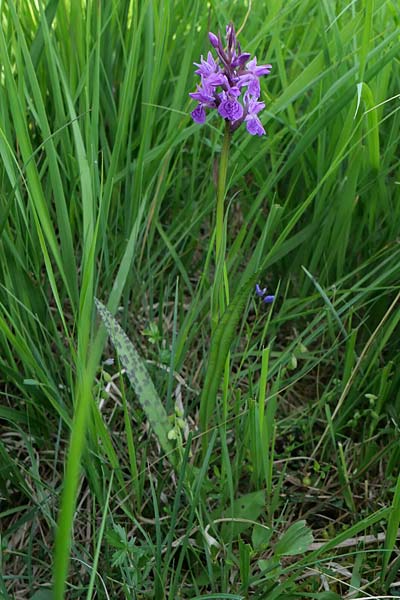 Dactylorhiza bohemica \ Böhmische Fingerwurz, Bömisches Knabenkraut, Tschechien,  Cesk Lpa 22.6.2023 (Photo: Jan Kocna)
