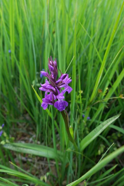 Dactylorhiza bohemica \ Böhmische Fingerwurz, Bömisches Knabenkraut, Tschechien,  Cesk Lpa 22.6.2023 (Photo: Jan Kocna)