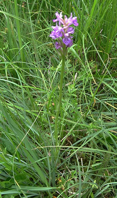 Dactylorhiza carpatica \ Karpaten-Fingerwurz / Carpatian Marsh Orchid, Tschechien/Czechia,  Blé Karpaty 30.6.2021 (Photo: Jan Kocna)