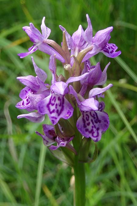 Dactylorhiza carpatica \ Karpaten-Fingerwurz / Carpatian Marsh Orchid, Tschechien/Czechia,  Blé Karpaty 30.6.2021 (Photo: Jan Kocna)