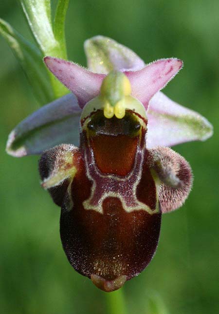 [click] Ophrys holubyana, Tschechien/Czechia,  Louka 21.5.2011 (Photo: Helmut Presser)