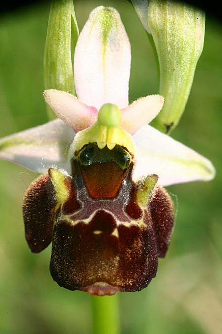 Ophrys holubyana / Holuby's Orchid, Czechia,  Louka 21.5.2011 (Photo: Helmut Presser)