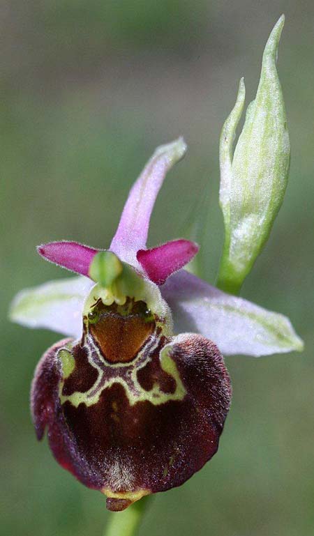 Ophrys holubyana / Holuby's Orchid, Czechia,  Louka 21.5.2011 (Photo: Helmut Presser)