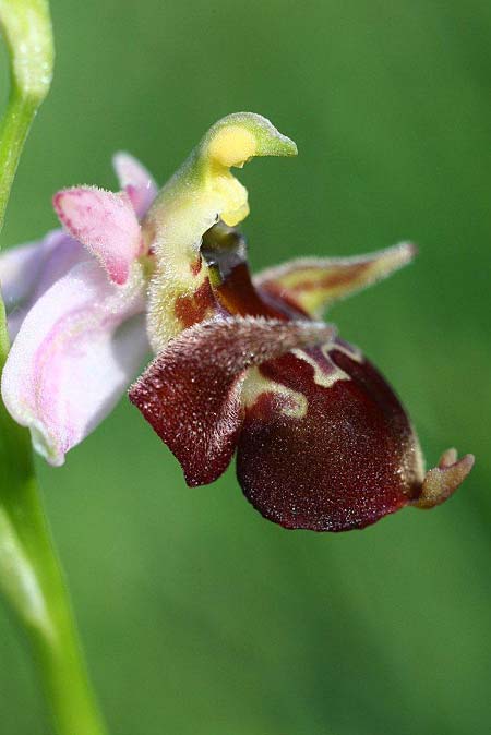 Ophrys holubyana / Holuby's Orchid, Czechia,  Louka 21.5.2011 (Photo: Helmut Presser)