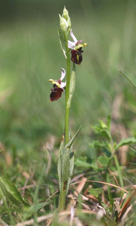 Ophrys holubyana / Holuby's Orchid, Czechia,  Louka 21.5.2011 (Photo: Helmut Presser)
