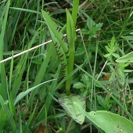 Dactylorhiza bohemica x majalis, Tschechien/Czechia,  Cesk Lpa 27.6.2021 (Photo: Jan Kocna)