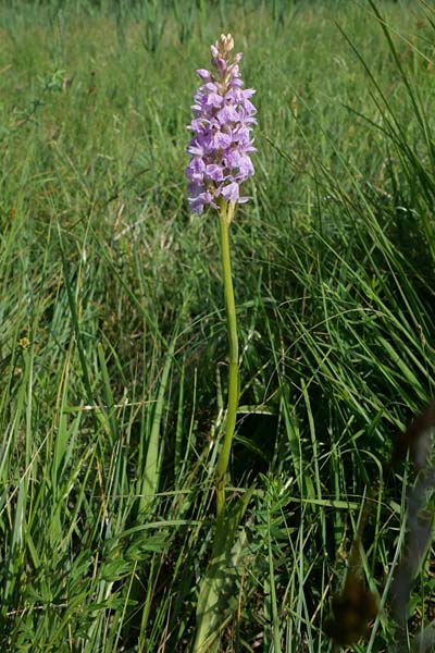 Dactylorhiza maculata / Spotted Orchid, Czechia,  Cesk Lpa 22.6.2023 (Photo: Jan Kocna)