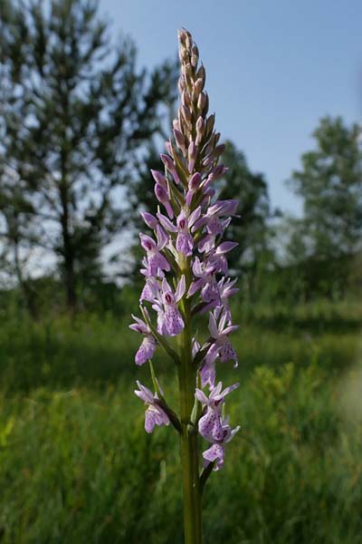 Dactylorhiza maculata / Spotted Orchid, Czechia,  Cesk Lpa 22.6.2023 (Photo: Jan Kocna)