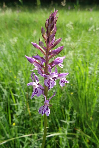 Dactylorhiza bohemica x maculata, Tschechien/Czechia,  Cesk Lpa 27.6.2021 (Photo: Jan Kocna)