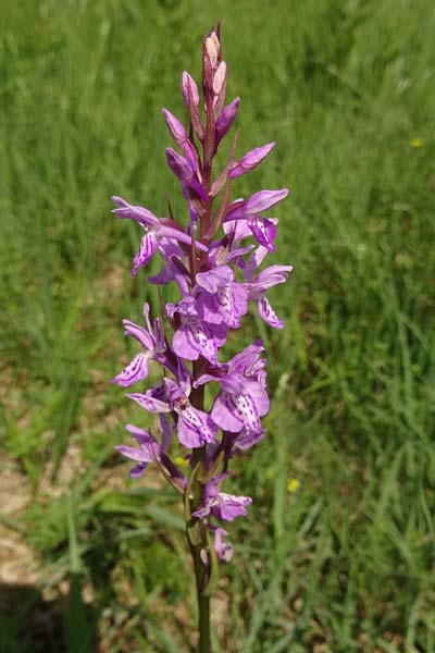 Dactylorhiza bohemica x maculata, Tschechien/Czechia,  Cesk Lpa 27.6.2021 (Photo: Jan Kocna)