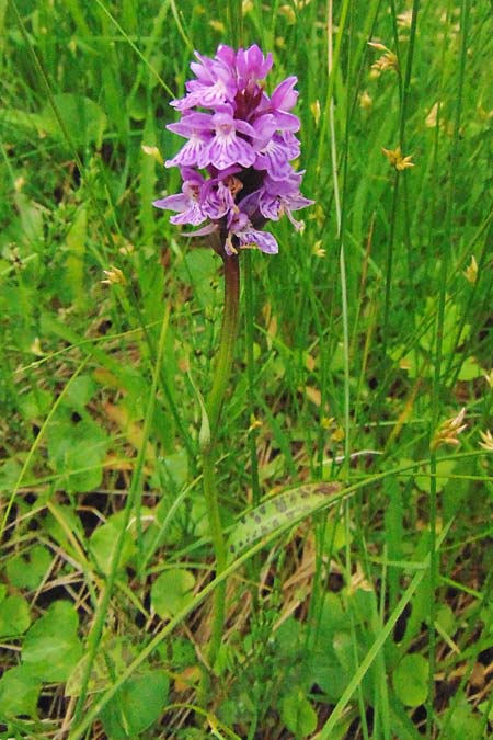 Dactylorhiza maculata subsp. sudetica \ Sudeten-Fingerwurz, Tschechien,  Krkonoe 13.7.2021 (Photo: Jan Kocna)