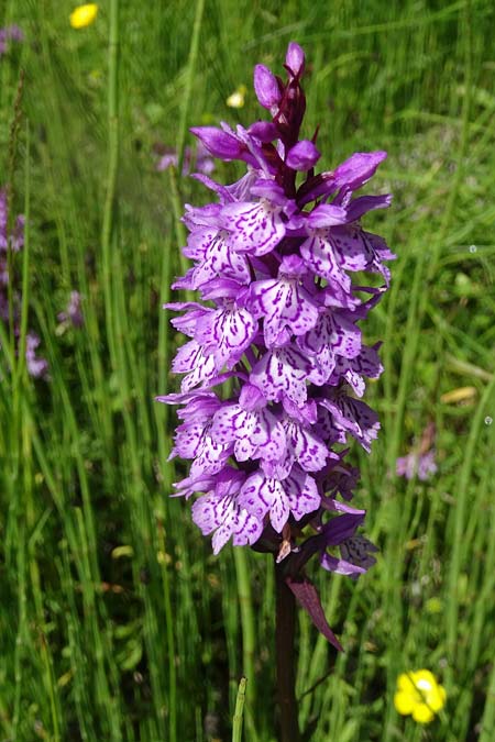 Dactylorhiza maculata subsp. sudetica \ Sudeten-Fingerwurz, Tschechien,  Krkonoe 13.7.2021 (Photo: Jan Kocna)