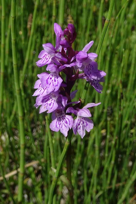 Dactylorhiza maculata subsp. sudetica \ Sudeten-Fingerwurz, Tschechien,  Krkonoe 13.7.2021 (Photo: Jan Kocna)