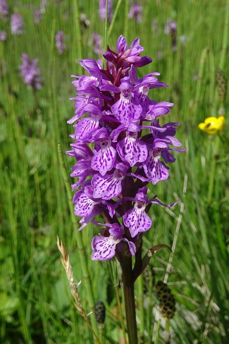 Dactylorhiza maculata subsp. sudetica \ Sudeten-Fingerwurz, Tschechien,  Krkonoe 13.7.2021 (Photo: Jan Kocna)