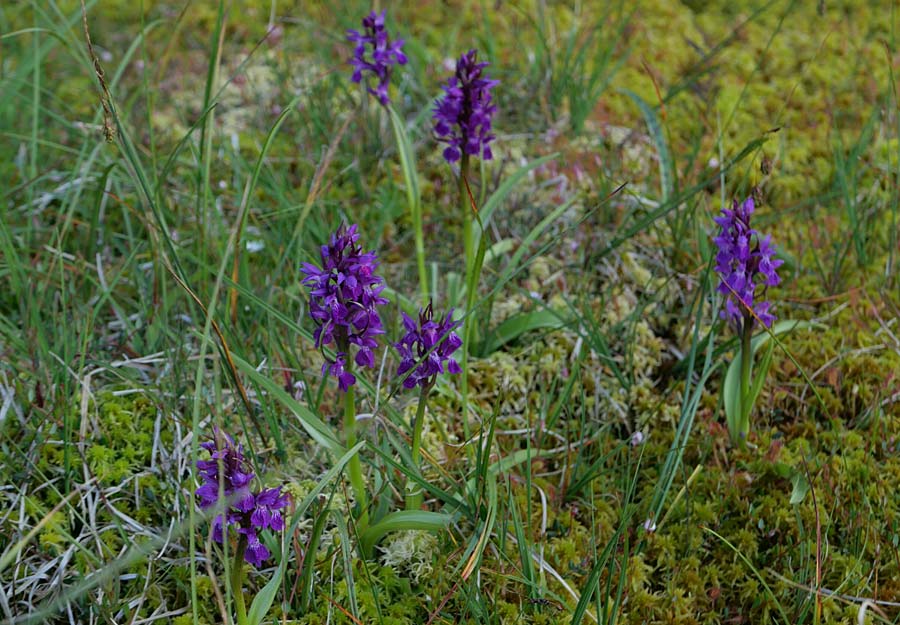 Dactylorhiza majalis subsp. turfosa \ Torf-Fingerwurz / Turf Marsh Orchid, Tschechien/Czechia,  umava 14.6.2023 (Photo: Jan Kocna)